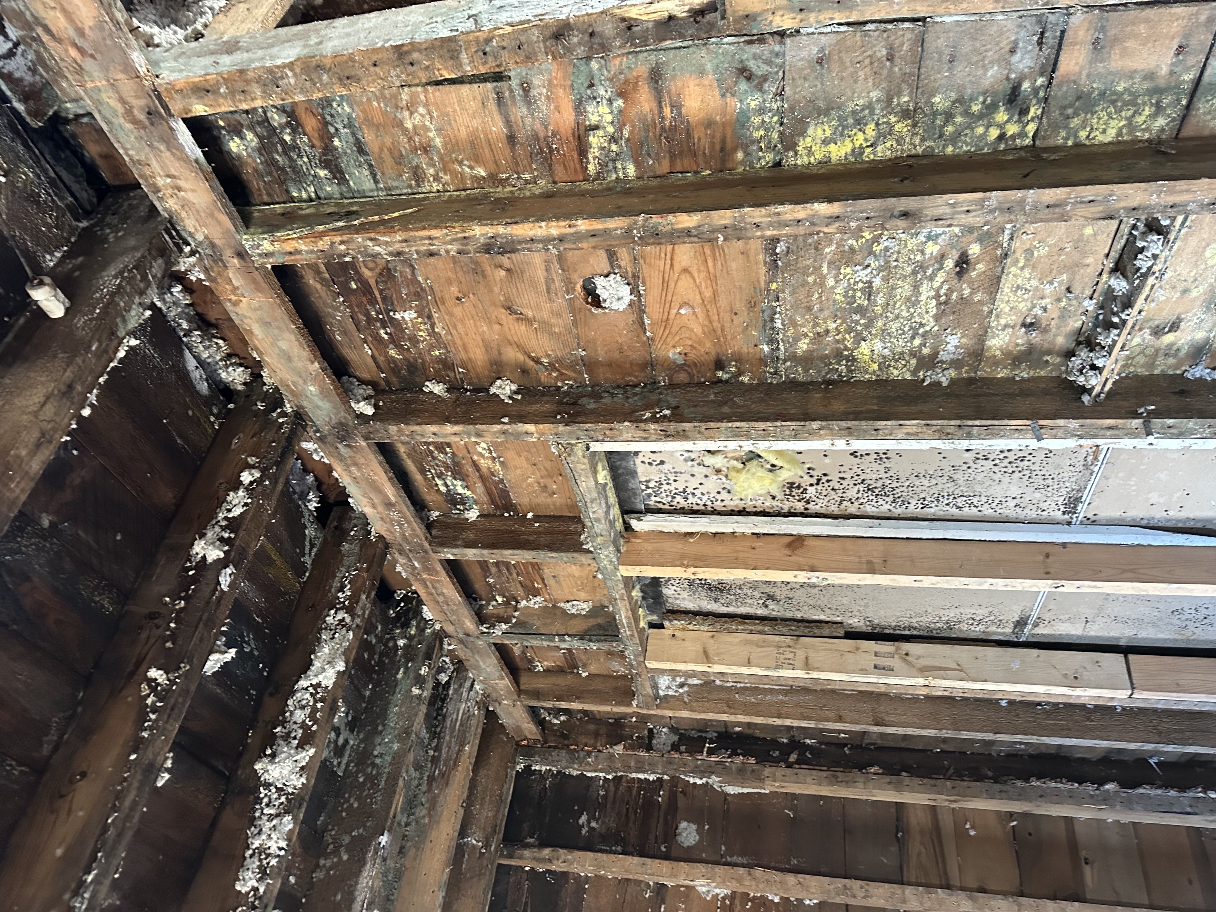 Mold damage on wooden studs and ceiling in Montrose